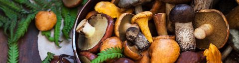 functional mushrooms