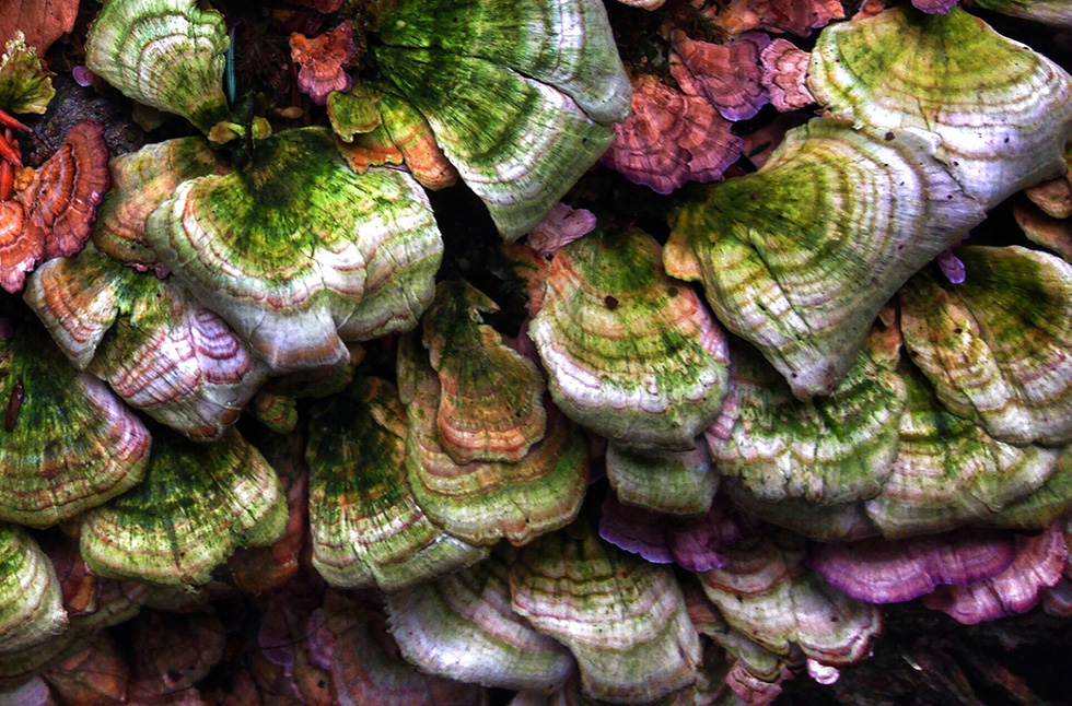 turkey-tail-fungus-mushroom-feature