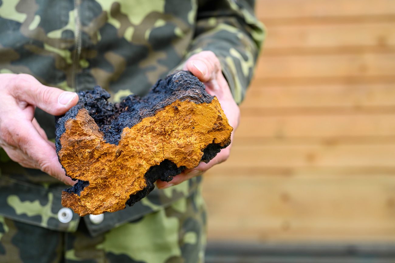 men-s-hands-hold-chaga-mushroom-raw-birch-fungus