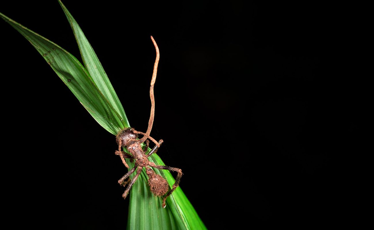 parasitic-cordyceps-fungus-on-an-ant-in-costa-rica
